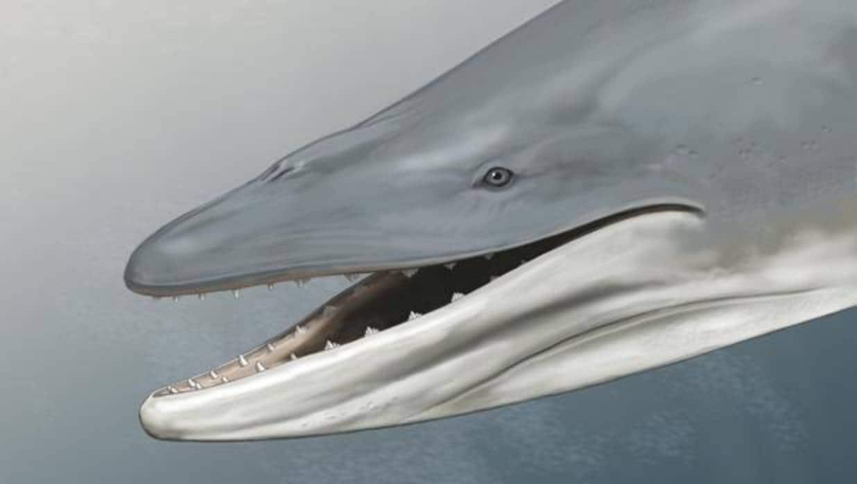 Representación de Llanocetus denticrenatus, una ballena fósil armada con dientes analizada en este estudio