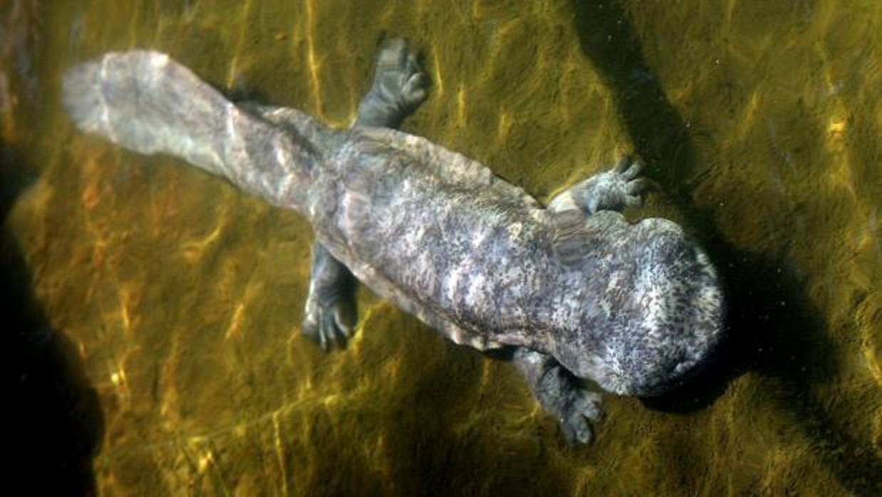 Salamandra gigante china viva de la provincia de Guangxi