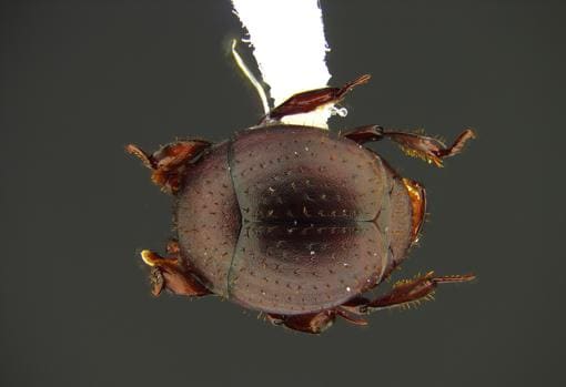 Nymphister kronaueri. Un escarabajo que vive camuflado en una hormiga, Costa Rica