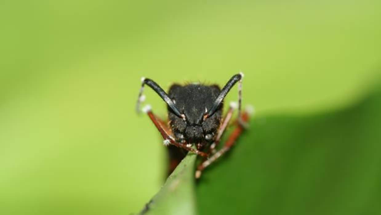 La cabeza de una hormiga carpintera en una selva sudamericana