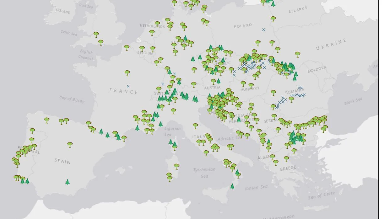 El mapa de los bosques antiguos de Europa, con confíferas o árboles de hoja ancha
