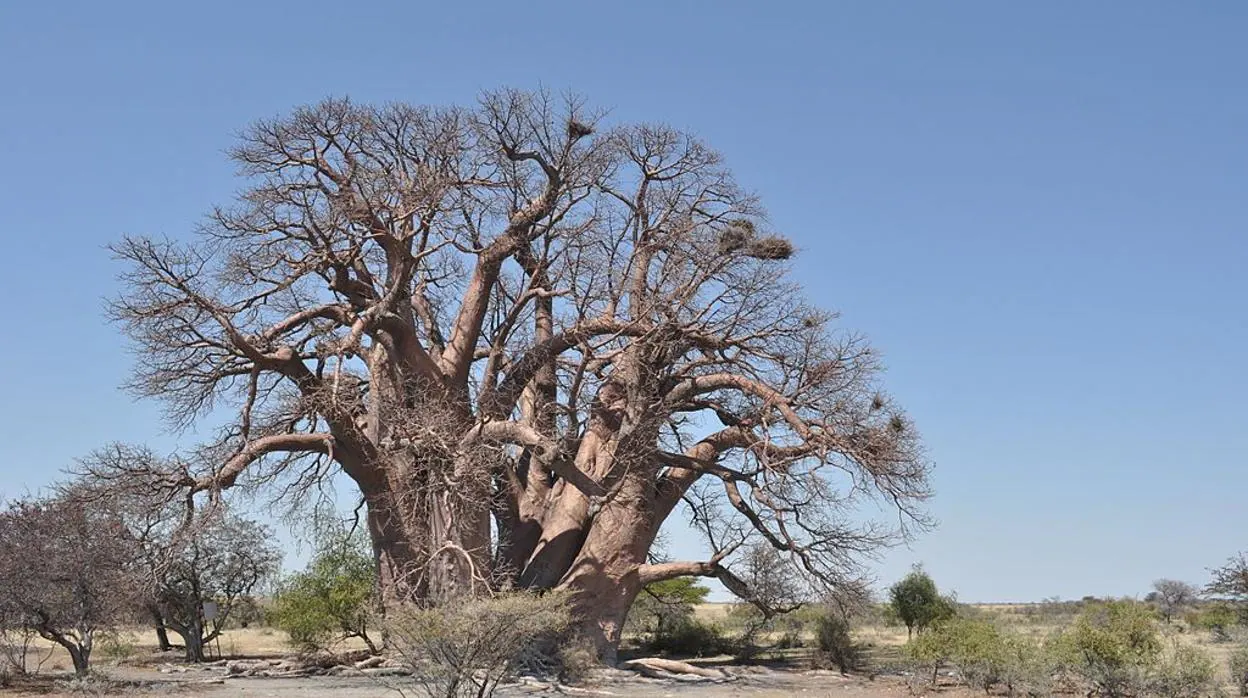 El baobab «Chapman», en Bostwana, de 1.400 años de antigüedad