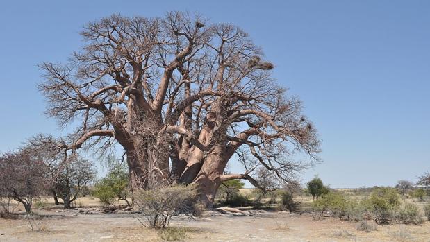 Los árboles sagrados de África se mueren y nadie sabe por qué