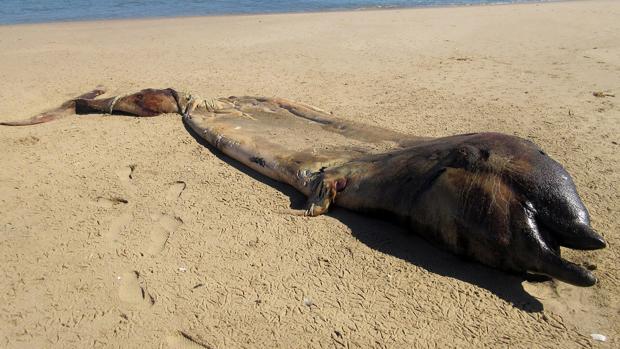 La extraña criatura marina aparecida en Namibia