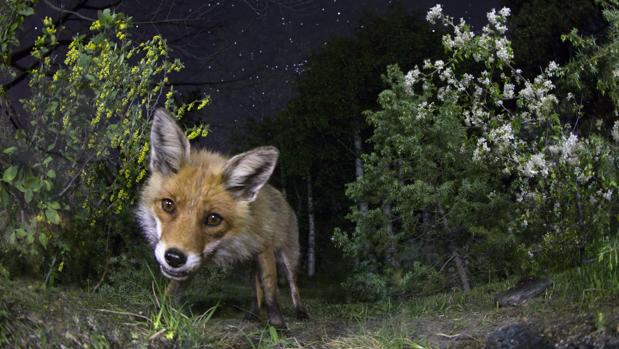 Animales de todo el mundo salen de noche para evitar a los humanos