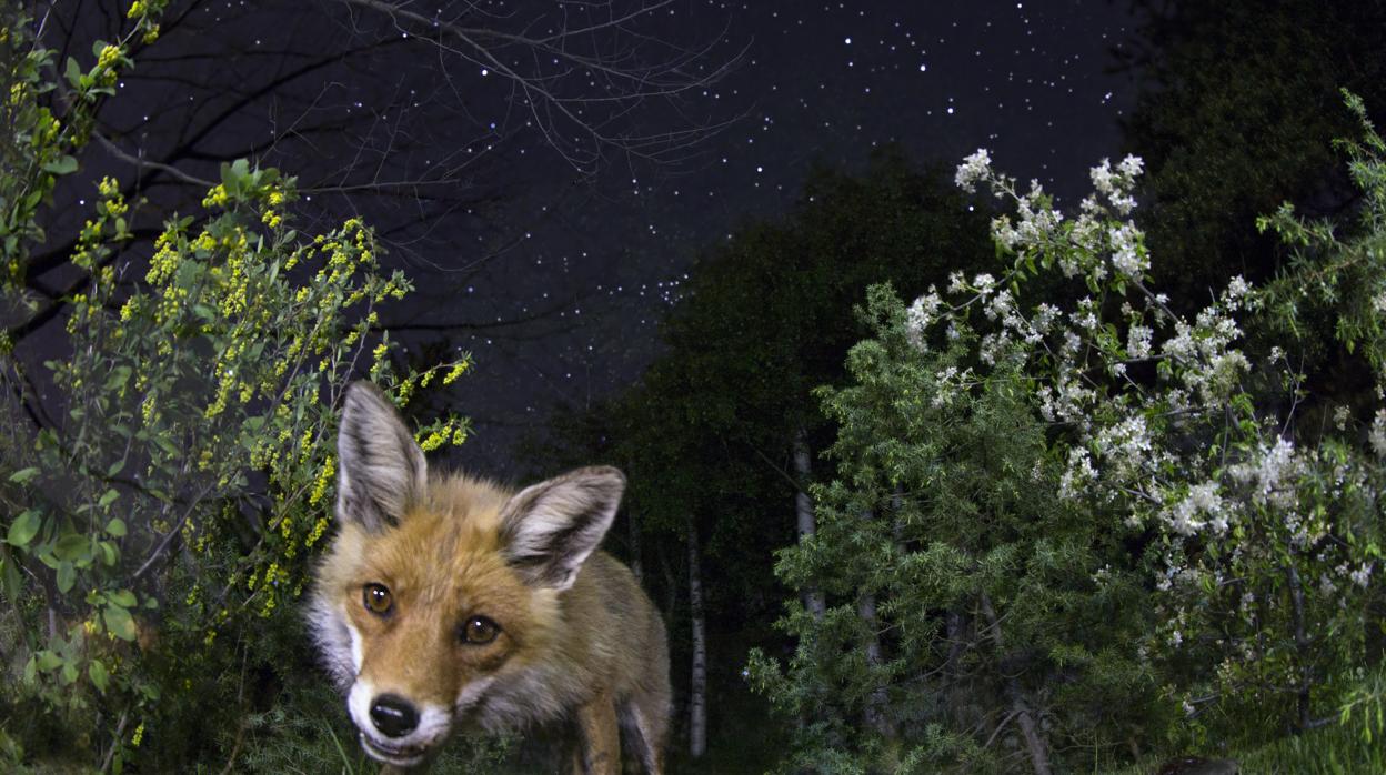 Un zorro bajo el cielo nocturno