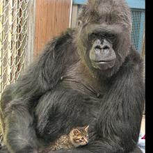 Koko, con su mascota