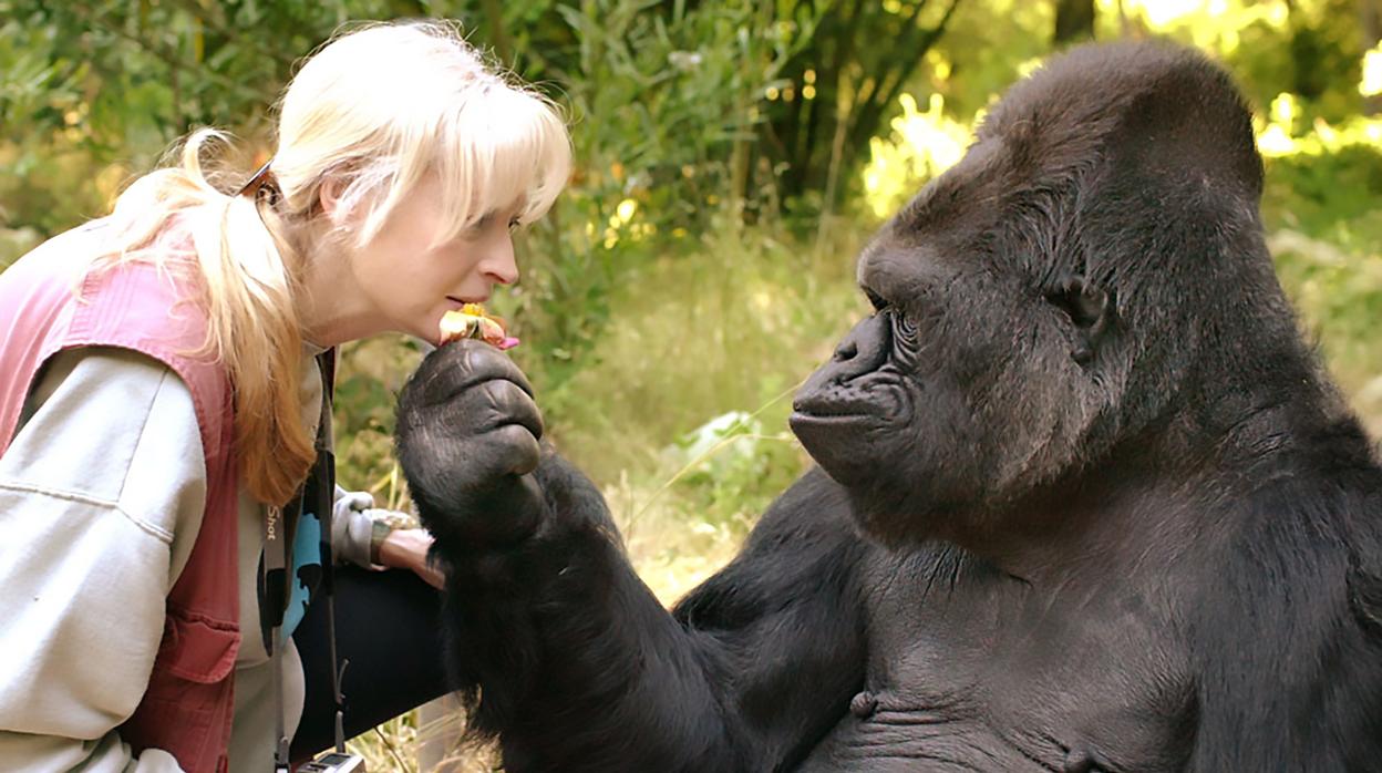 Koko, con su cuidadora y amiga Penny Patterson