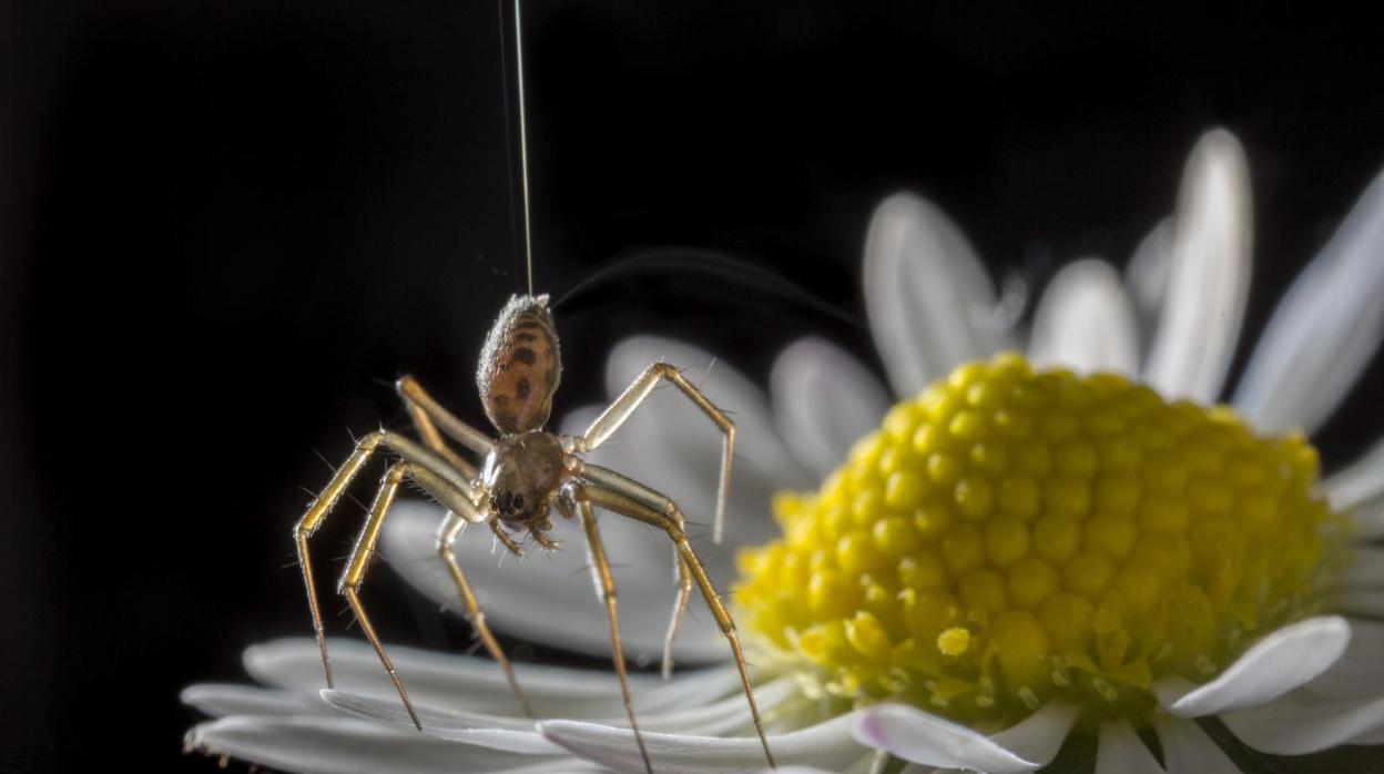 Una araña lanza un hilo de seda para elevarse sobre una margarita