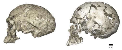 Cambios evolutivos de la forma de la caja craneana desde una forma alargada a una forma globular. Este último evoluciona dentro del linaje de Homo sapiens a través de una expansión del cerebelo y un abultamiento del parietal