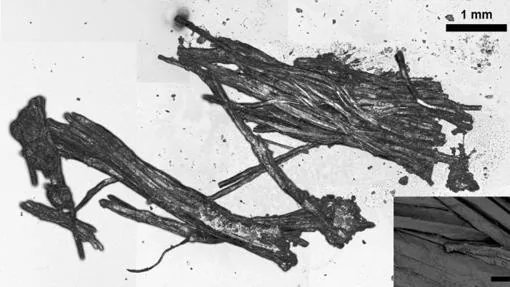 Fibras musculares halladas en Ötzi