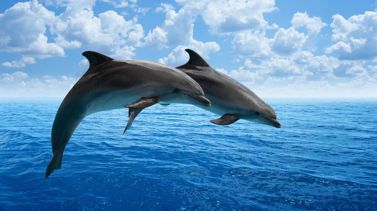 Una pareja de delfines