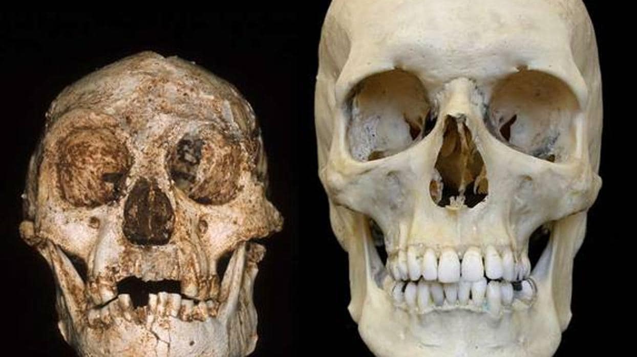 Comparación entre el cráneo de Homo floresiensis y Homo sapiens