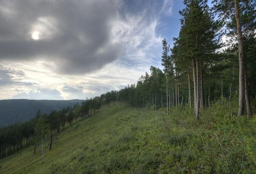 Taiga siberiana. Los autores han registrado un aumento de la masa forestal en altas latitudes, y un descenso en zonas tropicales. Ambos tipos de bosques son muy distintos