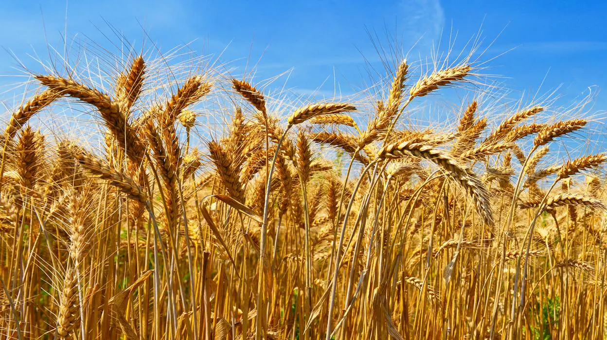 Descifrado el genoma del trigo, el cereal más cultivado del planeta