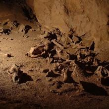 Muchos osos cavernarios morían durante la hibernación