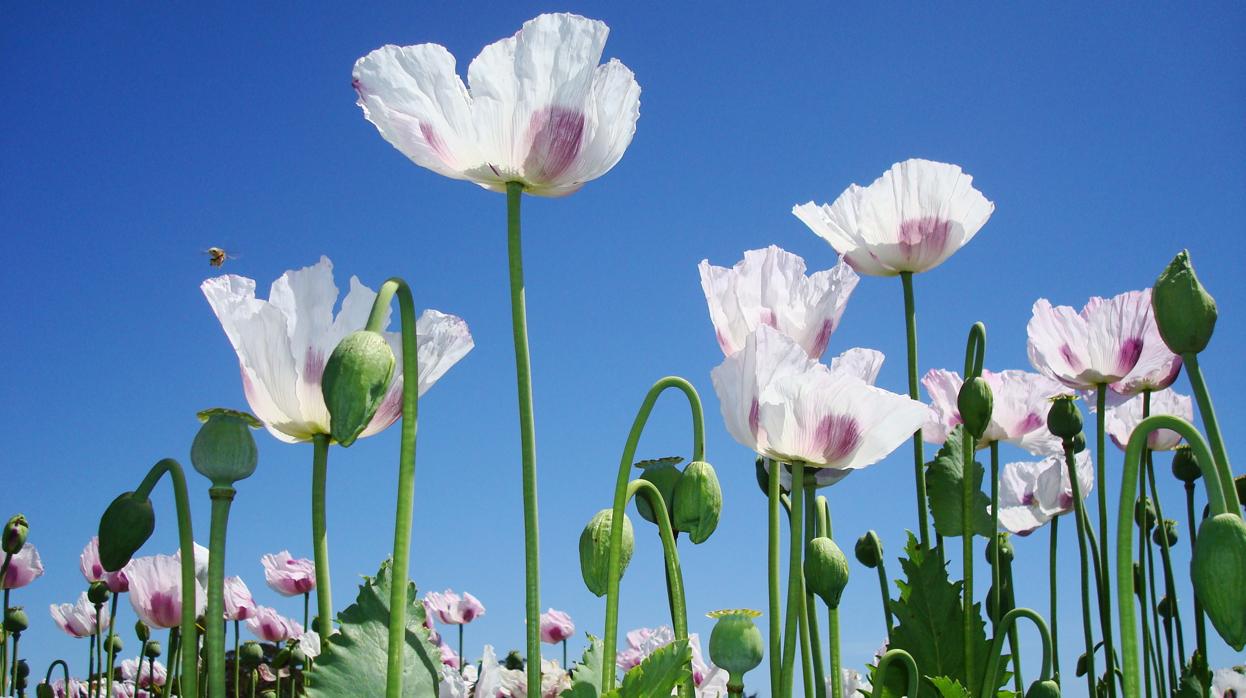 Flores de adormidera