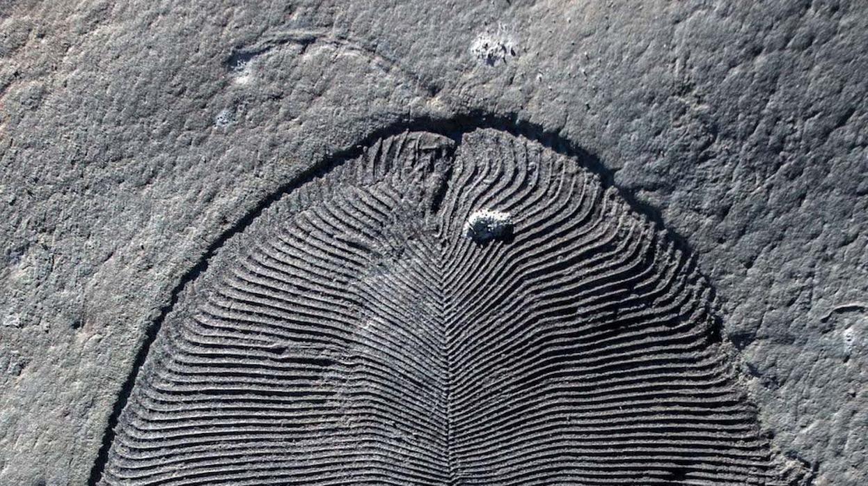 Este ejemplar de Dickinsonia tiene 558 millones de años de antigüedad