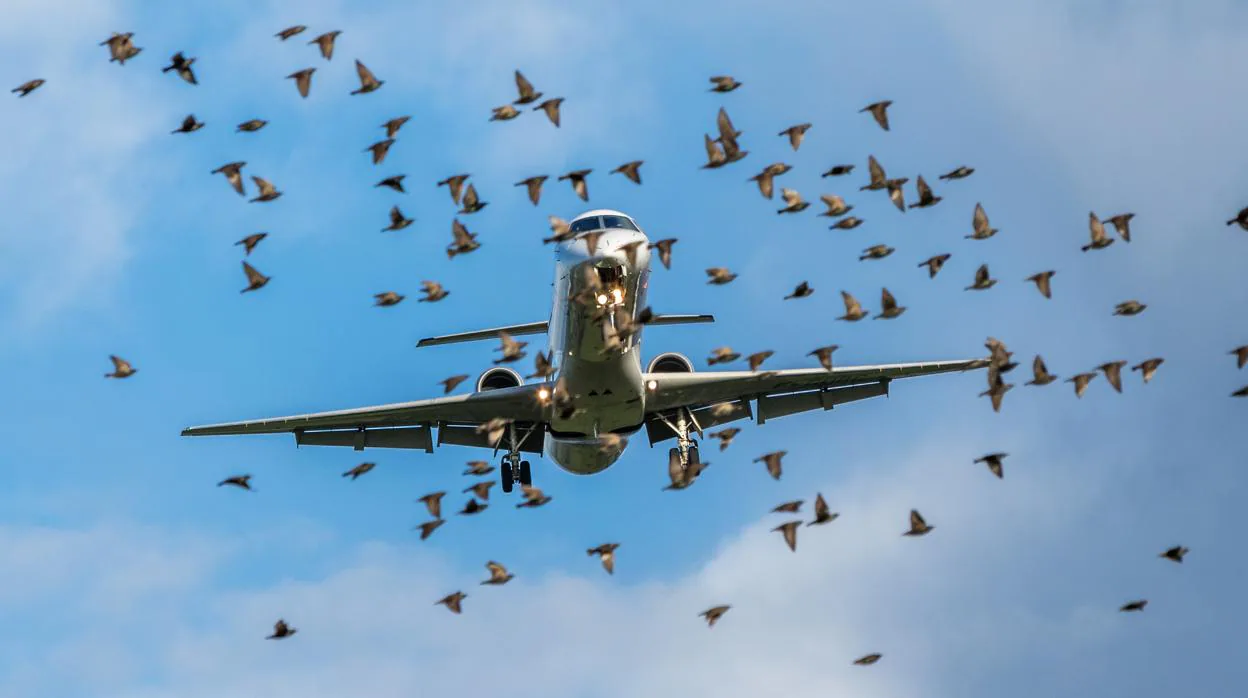 Un bandada de pájaros pasa cerca de un avión