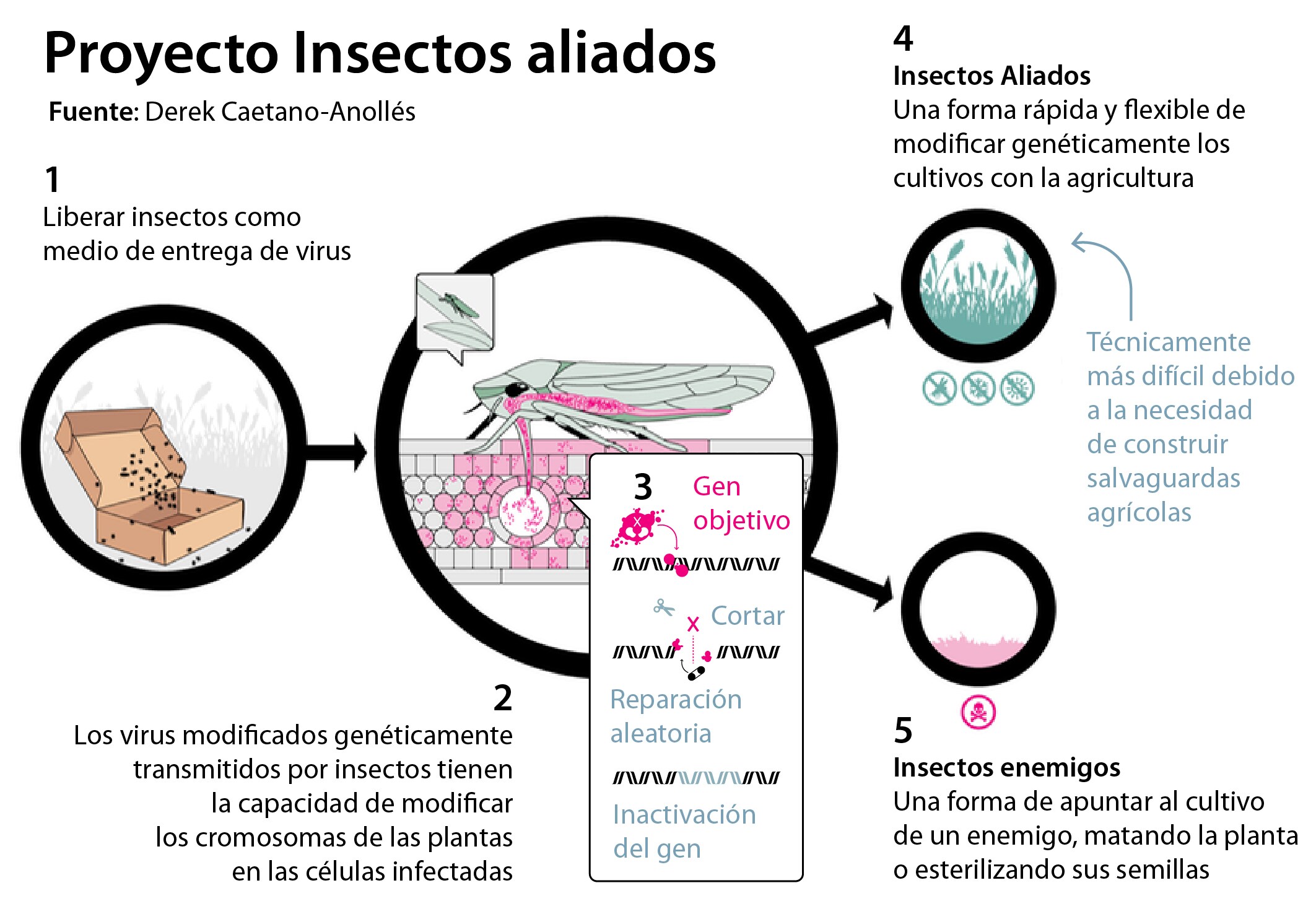 Así es cómo funciona «Insectos Aliados», según los autores del artículo
