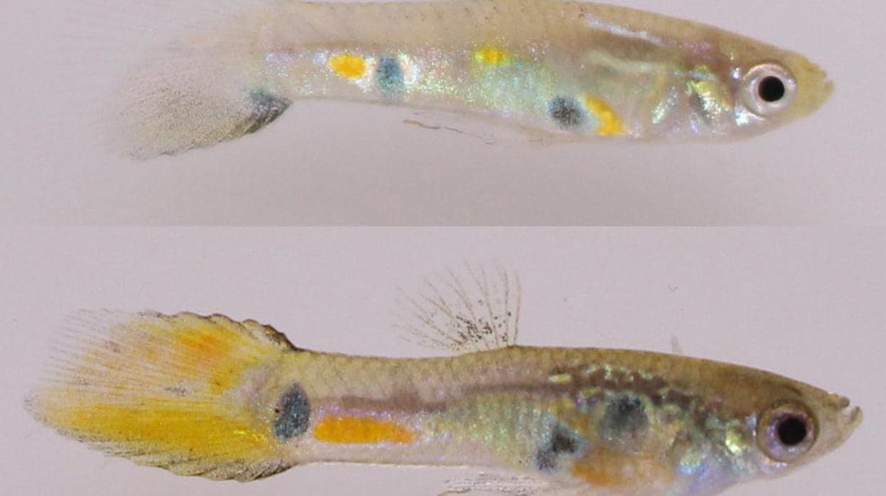 Dos machos de pez guppy: el de arriba es menos atractivo porque es menos colorido y tiene la cola más corta que el de abajo