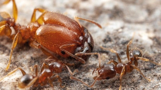 Las «súper hormigas» que hicieron que Darwin se cuestionara su teoría de la evolución