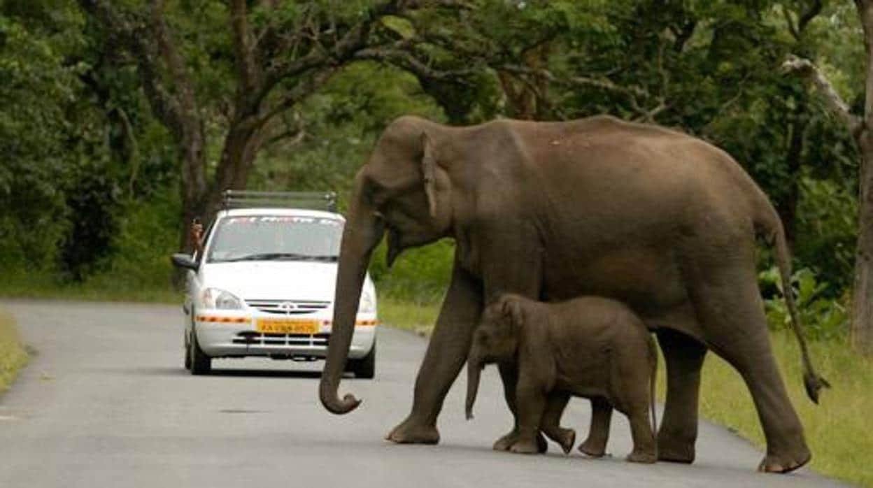 Los elefantes asiáticos están siendo abatidos a un ritmo al que no pueden reponerse mediante la reproducción