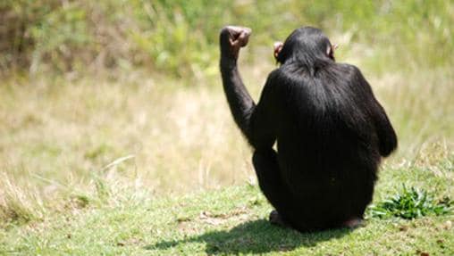 Los chimpancés pueden ser vengativos
