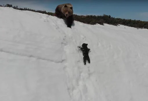 Momento en que el dron parece acercarse a los osos y la madre lanza un zarpazo que hace caer a la cría