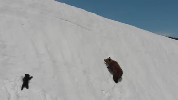 El tierno vídeo de la mamá oso y su osezno pudo costarles la vida