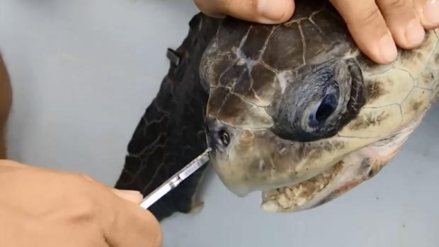 Lo que aprendió la bióloga que le sacó la pajita a una tortuga en un vídeo viral