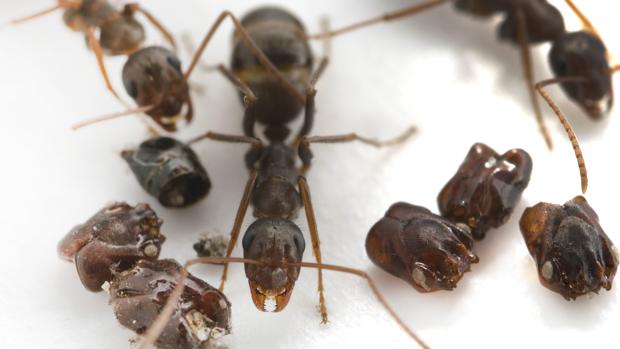 La extraña hormiga que desmiembra a sus enemigos, los decapita y decora el nido con sus cráneos