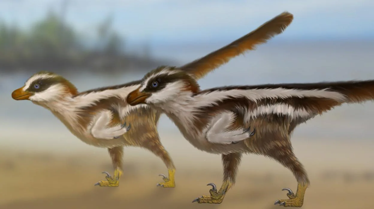 Los pequeños Dromaeosauriformipes rarus