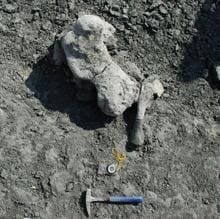 Huesos de las extremidades del dicinodonte hallados en Lisowice
