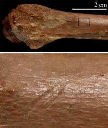 Hueso de un bóvido con marcas de una herramienta de piedra excavada en Ain Boucherit. La imagen inferior muestra en primer plano las marcas de corte