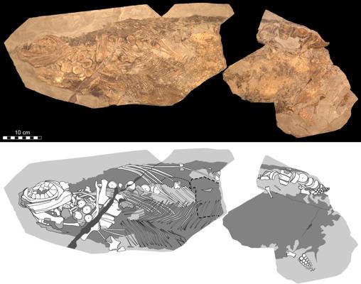 Representación fotográfica (arriba) y diagramática (abajo) del fósil de 85 cm de largo (que corresponde a aproximadamente la mitad de la longitud original del animal)