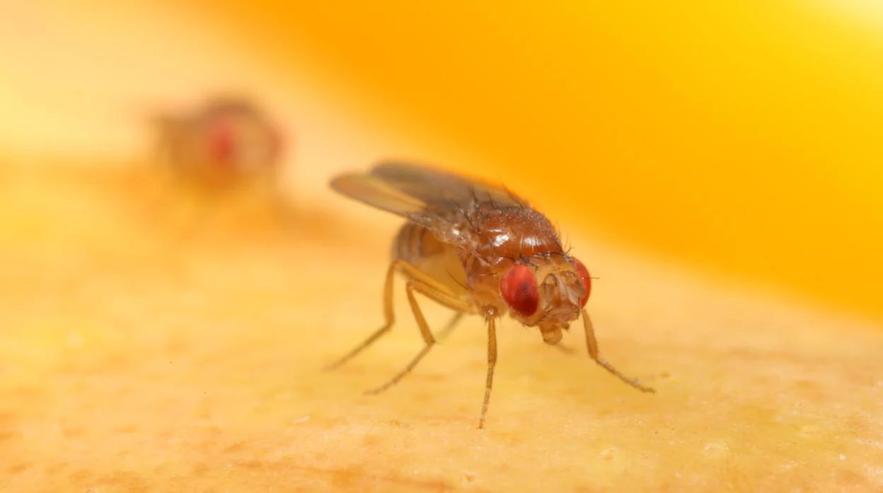 Mosca de la fruta o Drosophila melanogaster