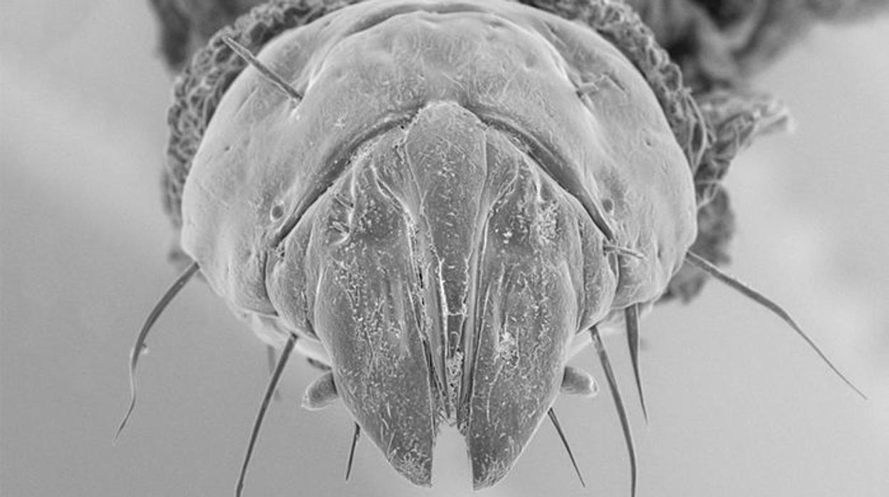 Mandíbulas de la larva de la mosca asesina de Australia, Blepharotes splendidissimus