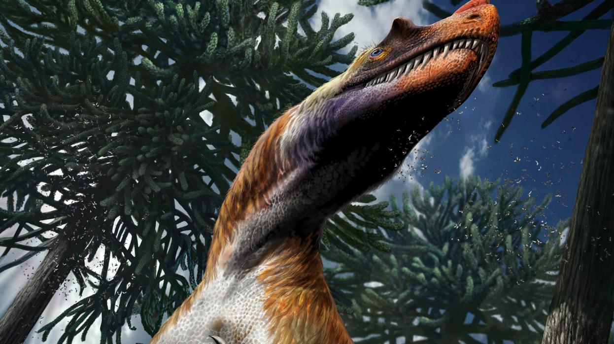 Saltriovenator estaba probablemente cubierto con protoplumas filamentosas. La presencia de cuernos en los huesos lagrimales y nasales se deduce de su parentesco cercano con los dinosaurios que poseen esas onamentaciones craneales