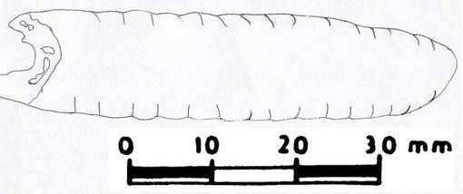 Dibujo del colgante de Morín.