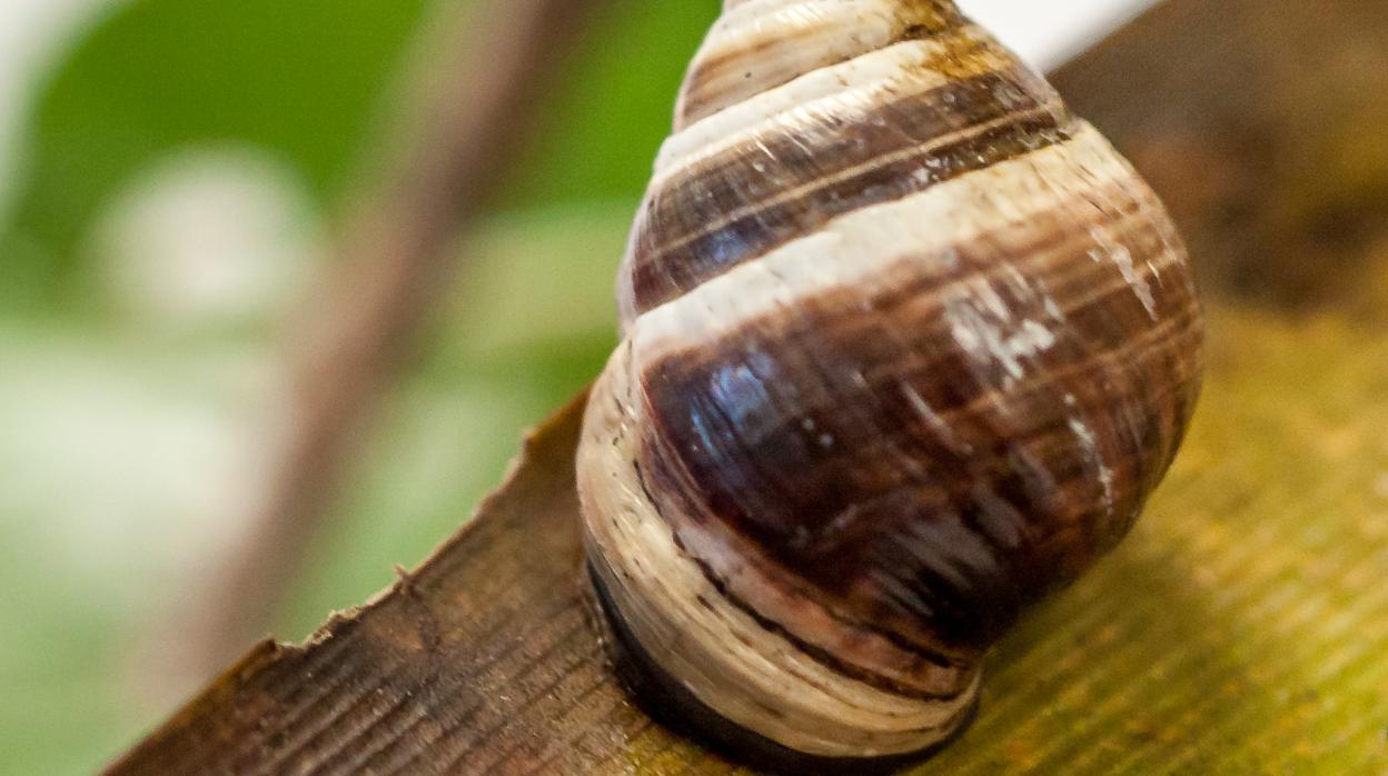 El Solitario George de los caracoles ha muerto