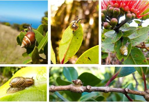 Algunos de los caracoles terrestres de Hawái