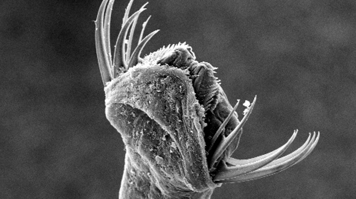 Los quetognatos, o gusanos de flecha, tienen una estructura mandibular distinta compuesta por una matriz densa de proteínas y una sustancia fibrosa llamada quitina