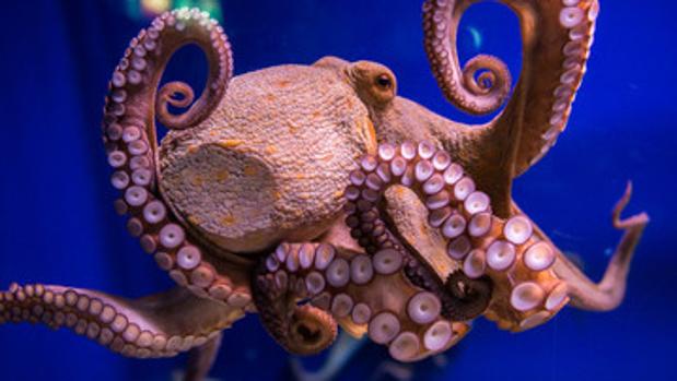 El pulpo, la especie indomable que se resiste a ser domesticada