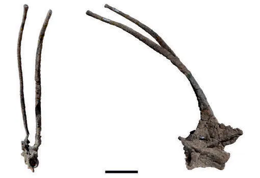 Vértebra del cuello original del bajadasauro con sus largas espinas dobles hacia delante