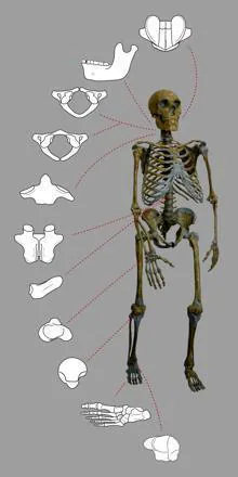 Esqueleto de un neandertal