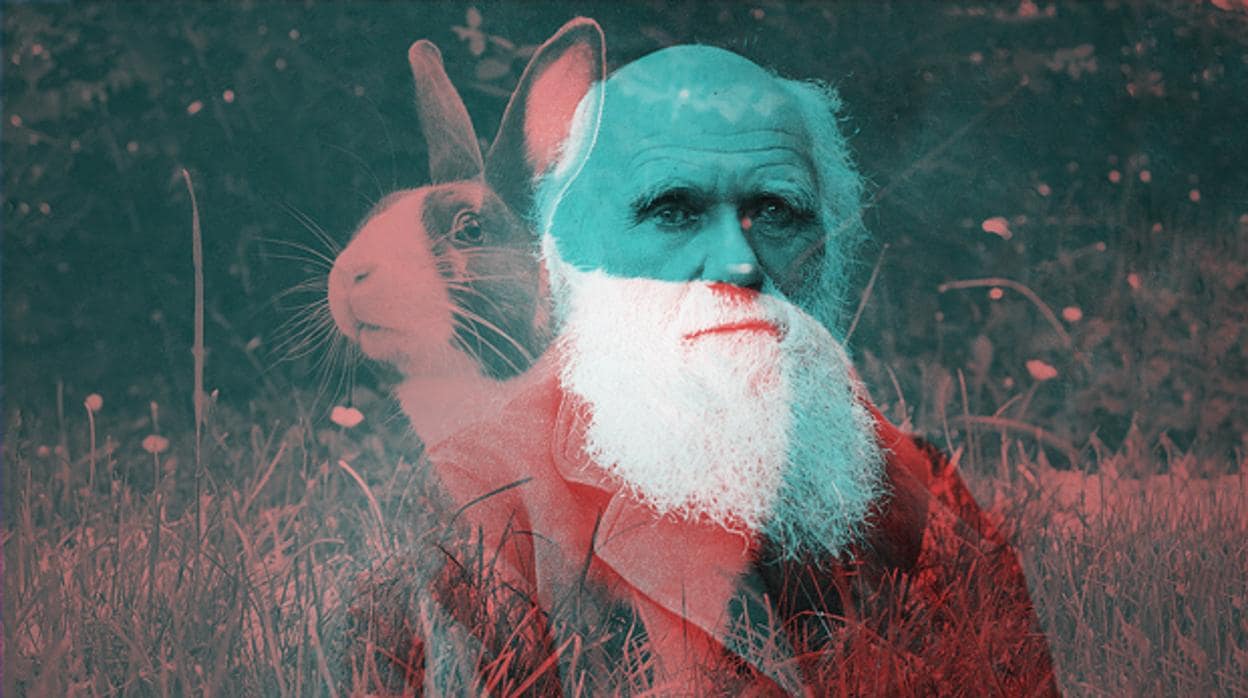 Una de las muestras utilizadas en el estudio es la de un conejo que perteneció a Darwin