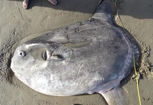 Un impresionante pez varado en la costa de California asombra a los científicos
