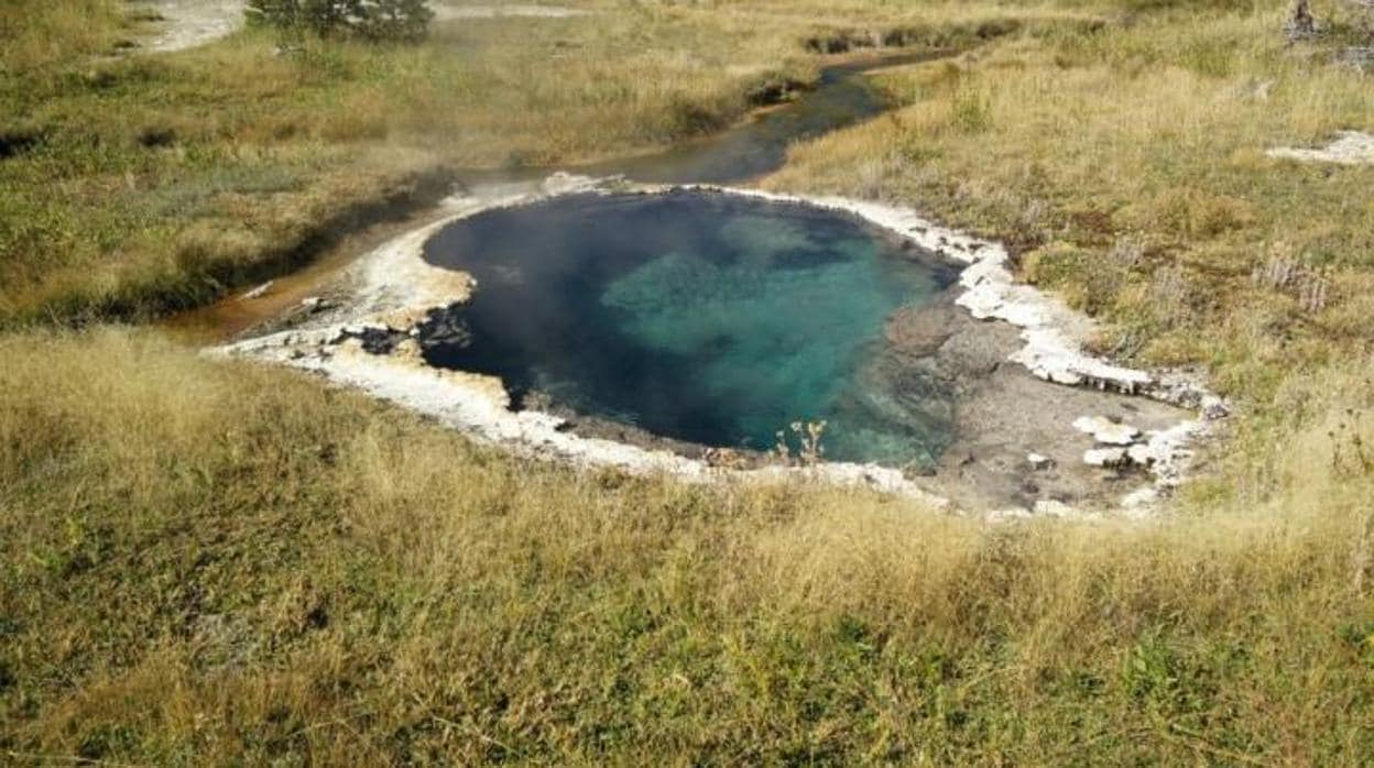 La novedad es que los investigadores han logrado hacerlo en mantantiales alcalinos y calientes del Parque Nacional de Yellowstone