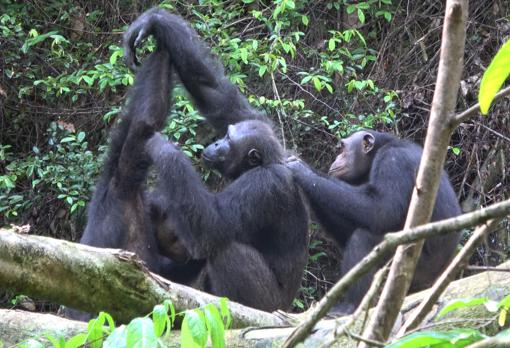 Varios chimpancés se acicalan